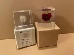 Sola Cube/ペーパーウェイト クロホオズキ/バラの置物 インテリア