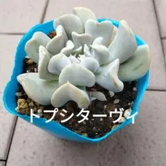 多肉植物 クリスペートビューティー抜き苗③ - メルカリ