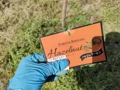 2026年最新】ヘーゼルナッツ 苗木の人気アイテム - メルカリ