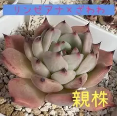 月影の宵xリンゼアナ【おらいさん苗・青札】 月影の宵×リンゼアナ おらいさん青札 多肉植物 抜き苗 - メルカリ