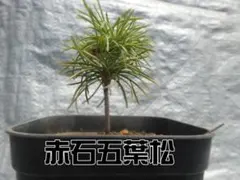赤石五葉松　盆栽用　　管理No.57のサムネイル