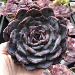 ココたん様 リクエスト 2点 まとめ商品