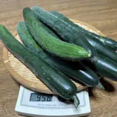 無農薬新鮮なきゅうり 収穫したてのサムネイル