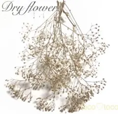 かすみ草 ドライフラワー 蕾〈ゴールド〉