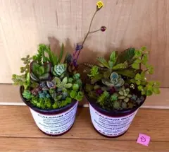 訳あり　大容量　多肉植物　寄せ植え　育て方メモつき❤️ カラフル　2つセット