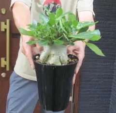 アデニウム アラビカムドワーフ 【極太】タコ足状5号鉢 塊根植物
