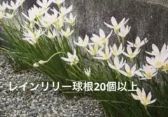 mona様 リクエスト 2点 まとめ商品