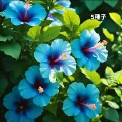 2026年最新】ブルーハイビスカス苗の人気アイテム - メルカリ