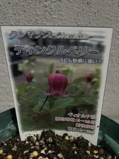 クラブアップル(レモイネ)苗木 約85㌢太い幹，鉢ごと宅急便 - メルカリ