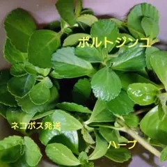 ポルトジンユ（ハーブ）ネコポス発送❣　紫蘇科　バジルの仲間　ハーブティー等