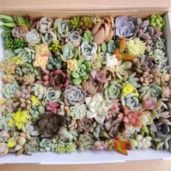 多肉植物　カット苗詰め合わせ　寄せ植えセット
