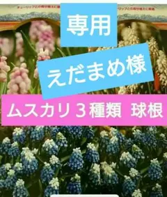 えだまめ 珍しい系のムスカリ球根セット ３種類カラフル えだまめ様 専用 珍しい系のムスカリ球根セット 3種類カラフル - メルカリ