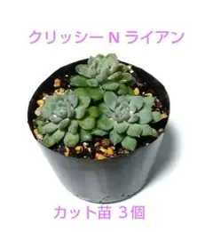 2026年最新】エケベリアムラサキの人気アイテム - メルカリ