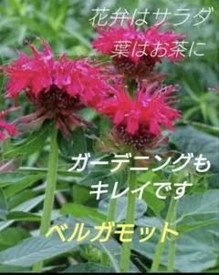 【6-N】赤いお花が目を引きます♫レッドベルガモット苗　サラダ、ハーブティーに