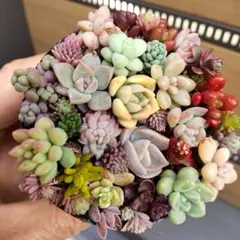 Kaka様 リクエスト 2点 まとめ商品