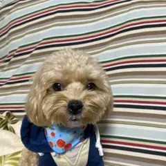 みゆ様確認用❗️