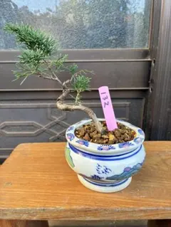 2025年最新】糸魚川真柏の人気アイテム - メルカリ