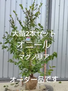 2026年最新】ブルーベリー苗 オニールの人気アイテム - メルカリ