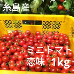 福岡県糸島産ミニトマト（恋味）１キロのサムネイル