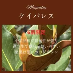 5. ケイパレス マグノリア 泰山木 タイサンボク 苗 苗木 小型品種のサムネイル