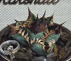 no name様 リクエスト 2点 まとめ商品