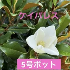 2026年最新】タイサンボク ケイパレス 苗の人気アイテム - メルカリ