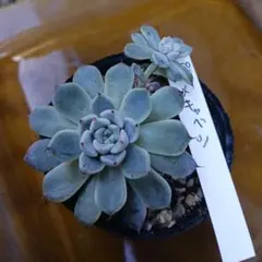 2025年最新】ロウルサンコ 多肉の人気アイテム - メルカリ