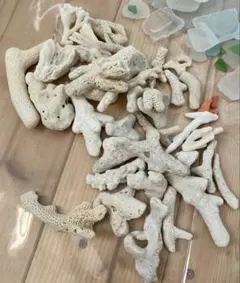 珊瑚 置物