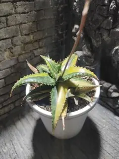 速達付き◾️アロエTCTハイブリッド'Blue Boy'【子株】大きめ第四種郵