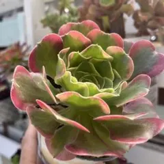 2026年最新】観葉植物 アエオニウムの人気アイテム - メルカリ