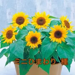 mozuku様 リクエスト 2点 まとめ商品