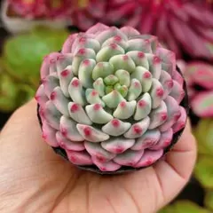 2026年最新】多肉植物 錦の人気アイテム - メルカリ