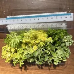 バンビ様予約　セダム詰め合わせカット苗フードバックにもりもり