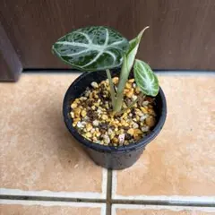 アロカシア ニンジャ　観葉植物　アロイド　アンスリウム　モンステラ　抜き苗のサムネイル