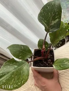 2026年最新】フィロデンドロンホワイトナイトの人気アイテム - メルカリ