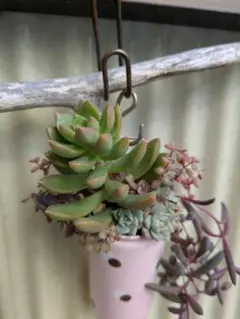 多肉植物　黄麗とルビーネックレスのピンクカラーのリメ缶の寄せ植え