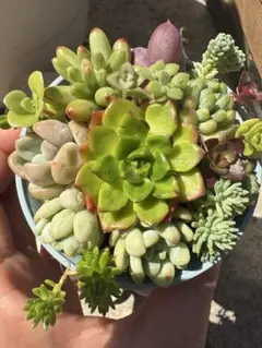 多肉植物カット苗各種【甜茶錦、だるま秀麗】 - メルカリ