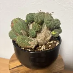 2026年最新】オベサ 木質化の人気アイテム - メルカリ