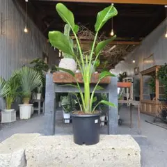ストレリチア オーガスタ♪ 10号 165cm 3株植え♪ ストレリチア オーガスタ♪ 10号 165cm 3株植え♪ - メルカリ