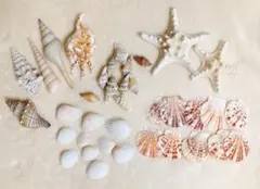貝殻いろいろ