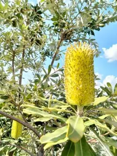 2026年最新】バンクシア 種の人気アイテム - メルカリ