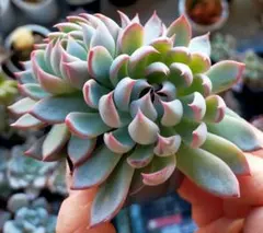 J*3様 桜鬼　ミックスベリア　おらいさん　土付き発送　多肉