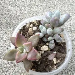 2025年最新】多肉植物 朧月の人気アイテム - メルカリ