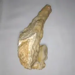 超特大・極稀少】マギルス貝（化石・玉化）原石オブジェ 博物館級