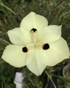 お通♪お値段交渉&おまとめ歓迎致します♪様 リクエスト 4点 まとめ商品