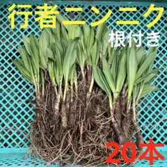 北海道産　行者ニンニク　アイヌネギ　根付き　小さな苗　200本前後 行者ニンニク アイヌネギ 北海道十勝産 大きい苗20本＋オマケ小さい苗