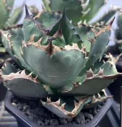 ちらん様 リクエスト 2点 まとめ商品