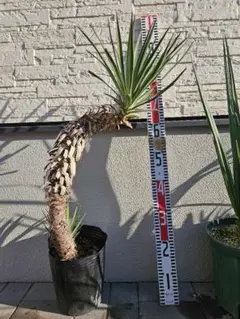 2025年最新】ユッカアロイフォリアの人気アイテム - メルカリ