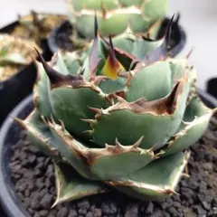 2025年最新】オテロイ 実生 選抜の人気アイテム - メルカリ