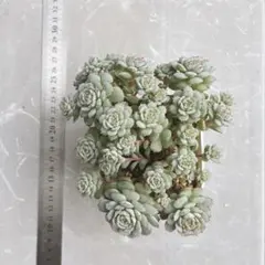 2025年最新】ヴィンセントカトーの人気アイテム - メルカリ